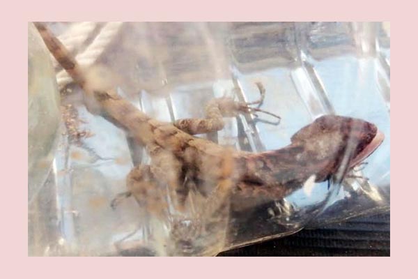 গিরগিটি