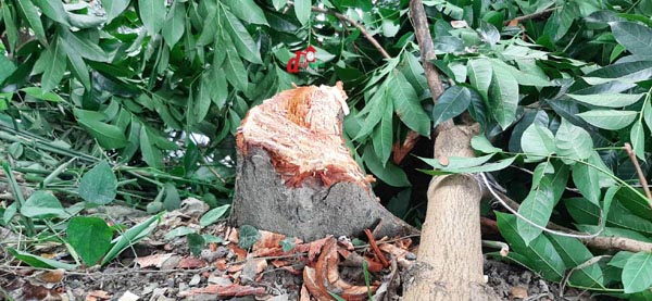 কাটা গাছের গুড়া